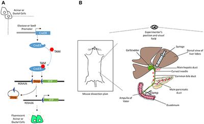 DIE-RNA: A Reproducible Strategy for the Digestion of Normal and Injured Pancreas, Isolation of Pancreatic Cells from Genetically Engineered Mouse Models and Extraction of High Quality RNA